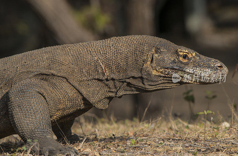 野生动物拍摄的科莫多龙(Varanus komodoensis)